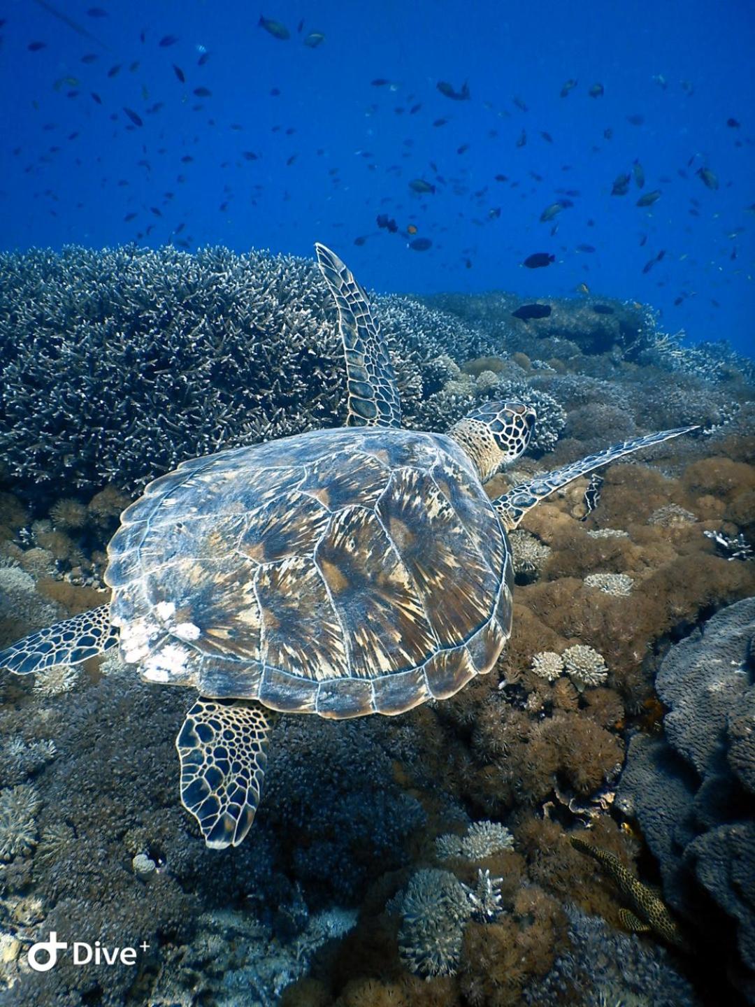 Vila Samsara Penida Nusa Penida Exteriér fotografie